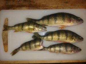 cleaned perch fish on cutting board