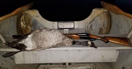 Canada goose with shotgun in row boat