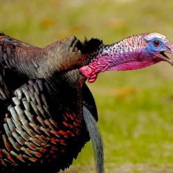 male turkey gobbling